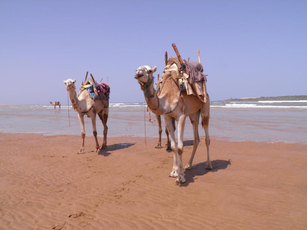 La Maison Des Artistes Essaouira Eksteriør billede
